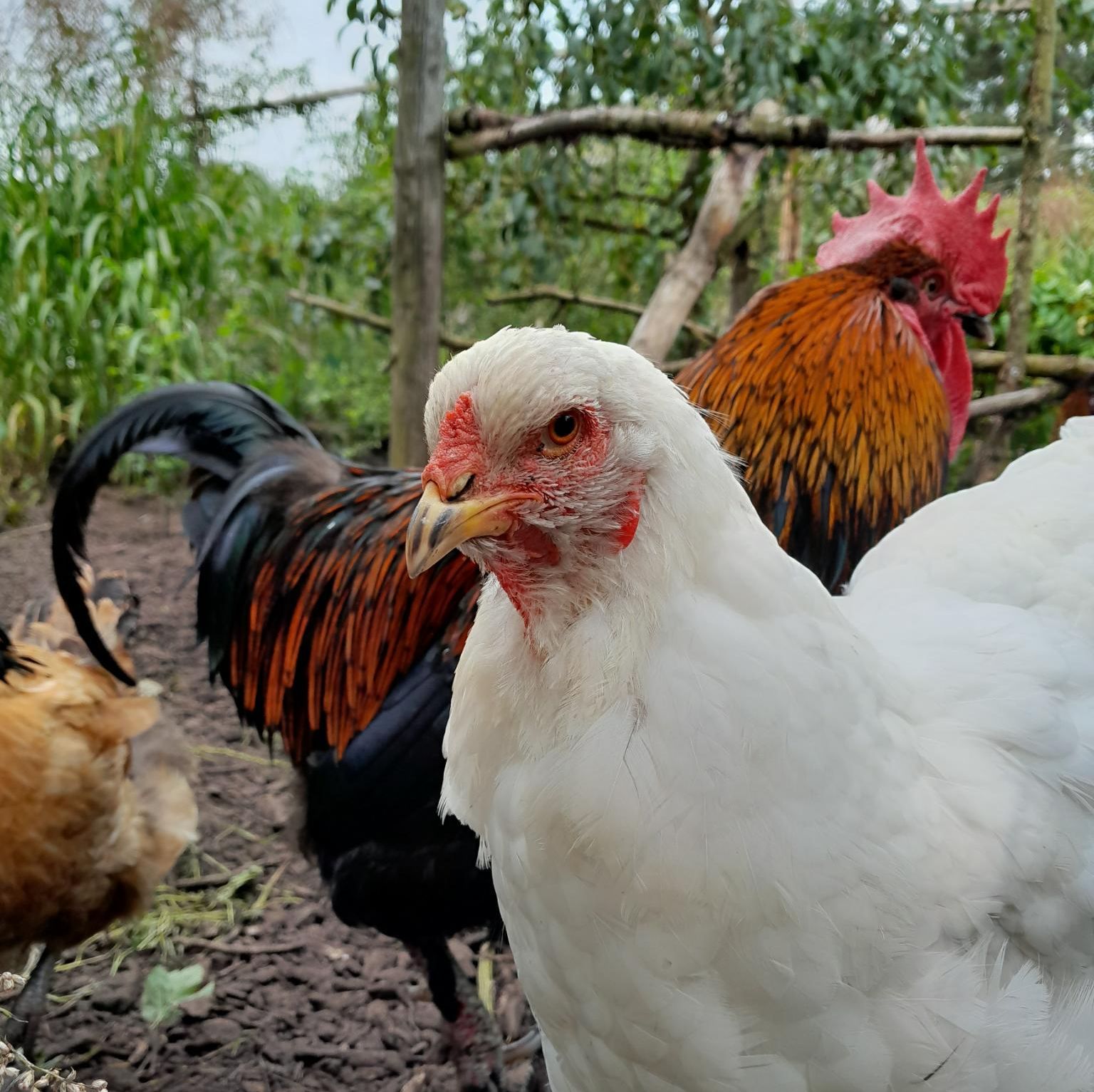 Zwei Hühner im Luthergarten